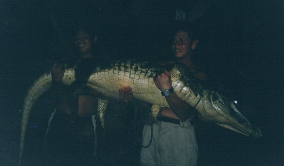 Crocodile