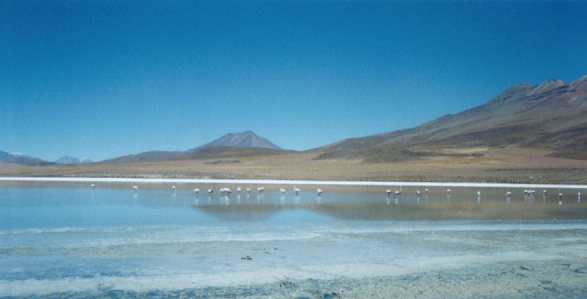 Flamingos