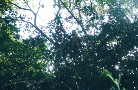 howlermonkey
