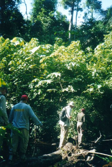 Jungletrek