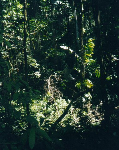 Tarzan Matt