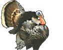 Click on this HOT gobbler to see my gobblers from last year!!!!!