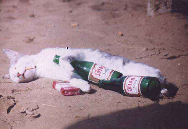 Dreaming kitty, ok, dead kitty, just pretend it's dreaming