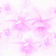 /user/pinkflowers.jpg