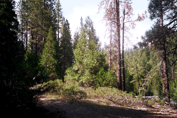 Various picturesque arboreal organisms.