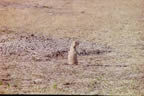 Prairie Dog