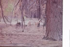 Deer at Bryce