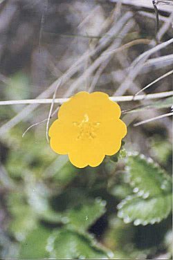 Flowers in the Base Camp