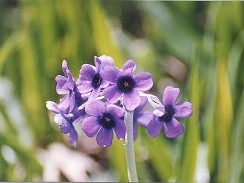 Flowers in the Base Camp