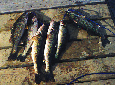 /user/Walleye.jpg