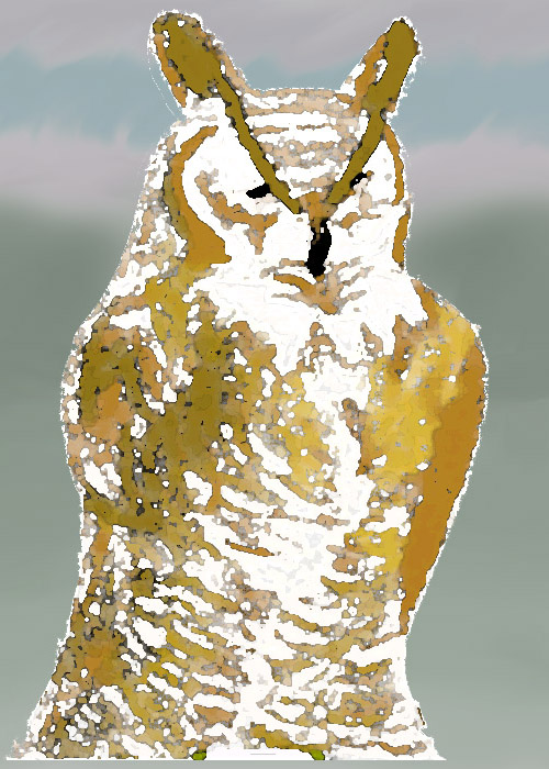 spotted owl