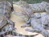 crocs.jpg (78091 bytes)