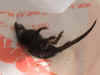 rat1web.jpg (80123 bytes)