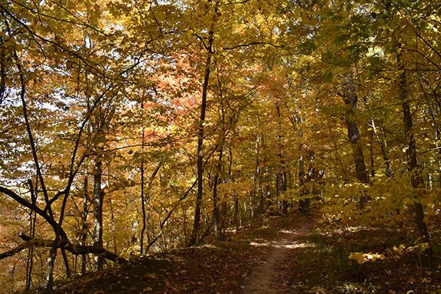 autumn trees