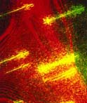 Laser Gallery