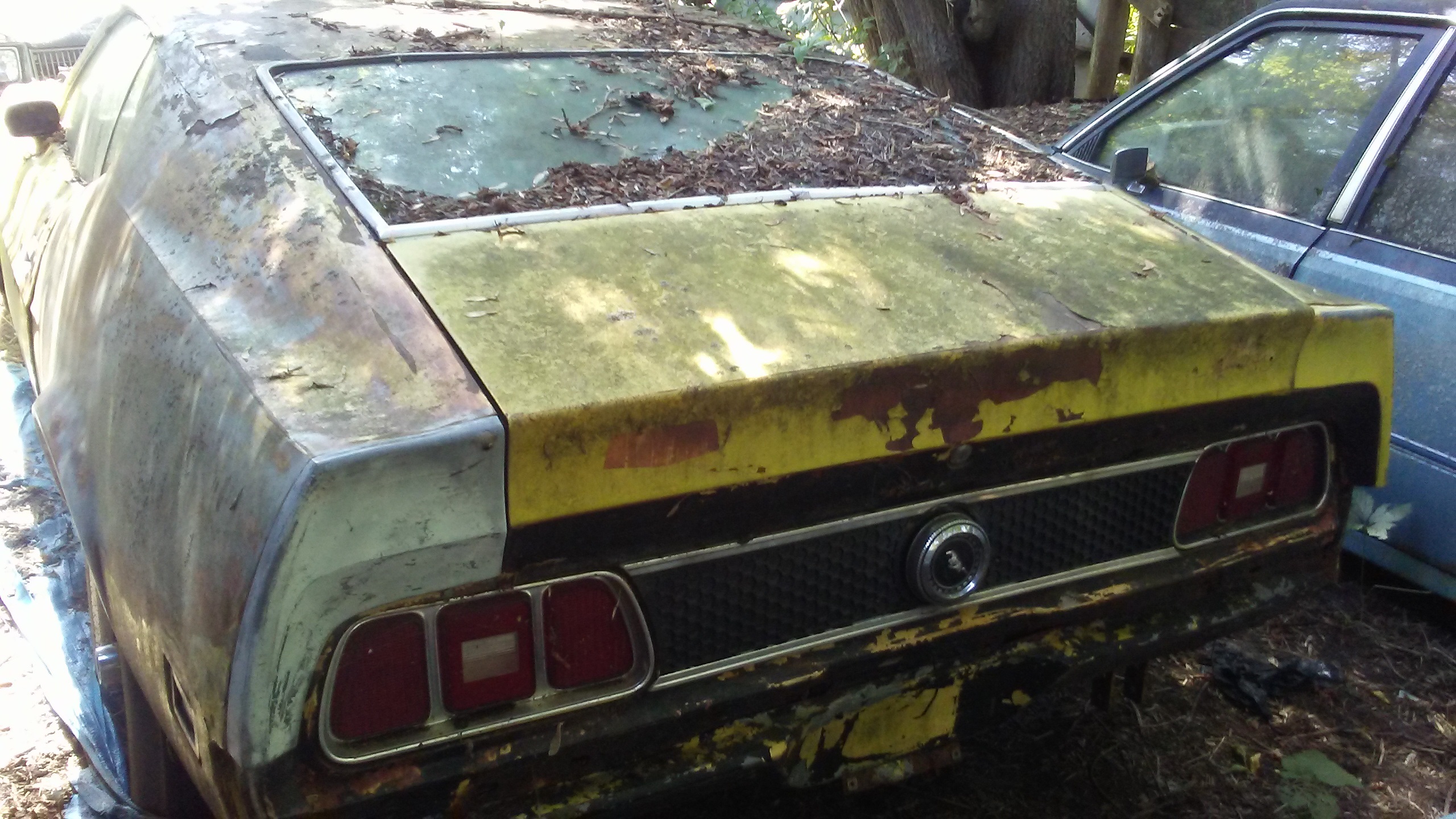 falcon