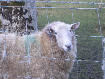 Sheep, sheep and more sheep!