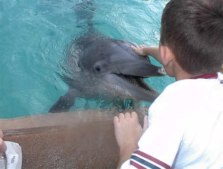 Petting the dolphines was awesome.&nbsp; They especially liked Amy.... but so did the Walrus!!