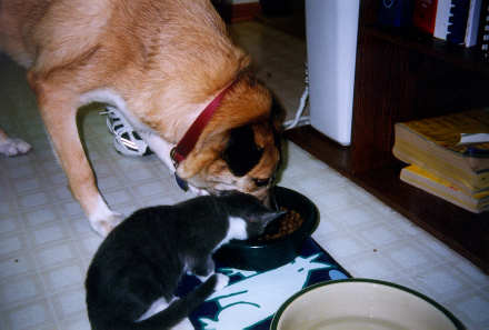 Zoey was a stray from Bloomington, Illinois.
