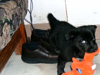 este es el perrito mojones/mojonero