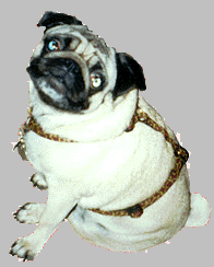 stella.gif (7654 bytes)