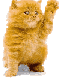 transparent-cougar.gif (13080 bytes)
