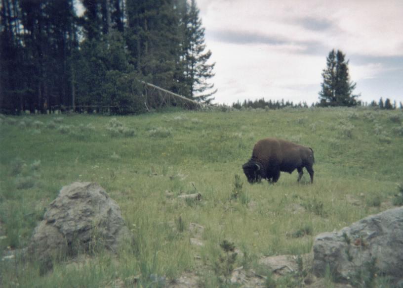 Bring on the buffalo jerky!