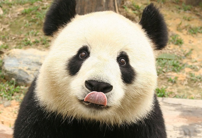 Mr Panda and his HTML Class