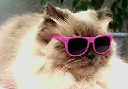 Cats