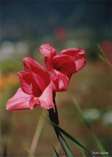 Flower