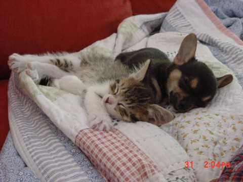 Frida and Delilah