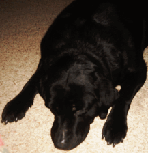 Jet 9 yrs