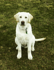 Ozzie at 5 months