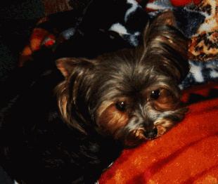 Tess at 3 yrs