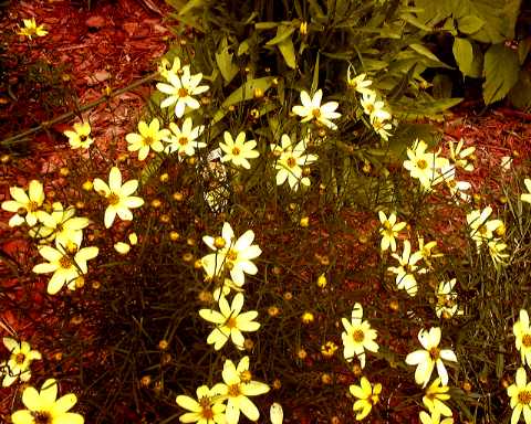 The Flowers