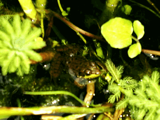 Frog 2001
