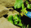 The Frogs