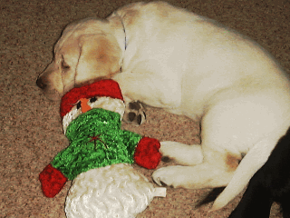Ozzie at 3 months