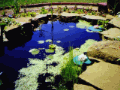 More Pond - Then and Now