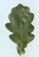 For more information on oaks, click here
