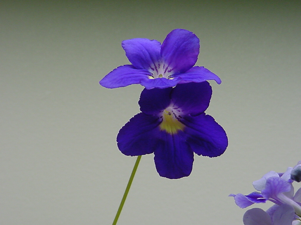 blue purple flower