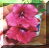 Strawberry_Crush_x_self.jpg (19109 bytes)