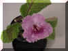 mini pink fu x self view 2.jpg (50561 bytes)