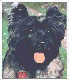 What an accomplished pooch... WOW!!!!!