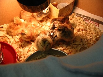 They found their food quickly.