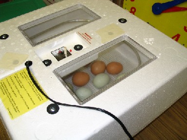 In the incubator