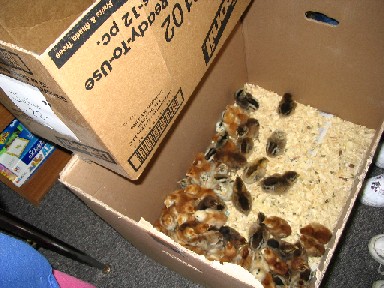 With all the other chicks, ready to leave