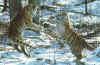 Two Siberian tigers playing