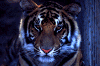 beauty.gif (87284 bytes)