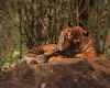 Bengal washing